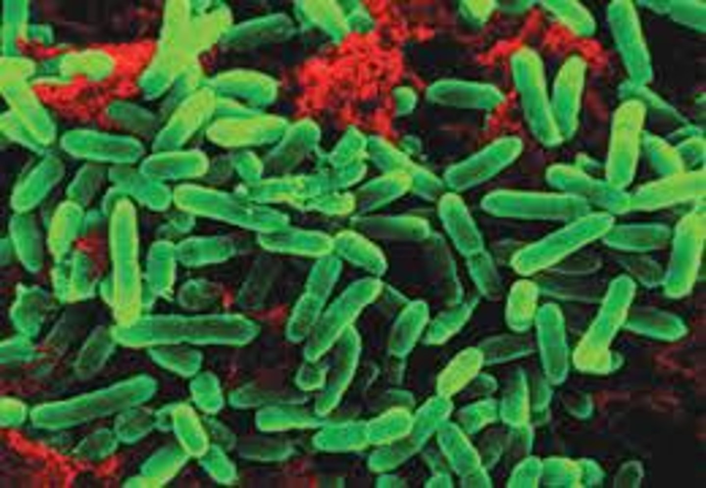 <p>an organism that is able to break down or disintegrated organic matter (example: bacteria breaking down a dead carcass)</p>