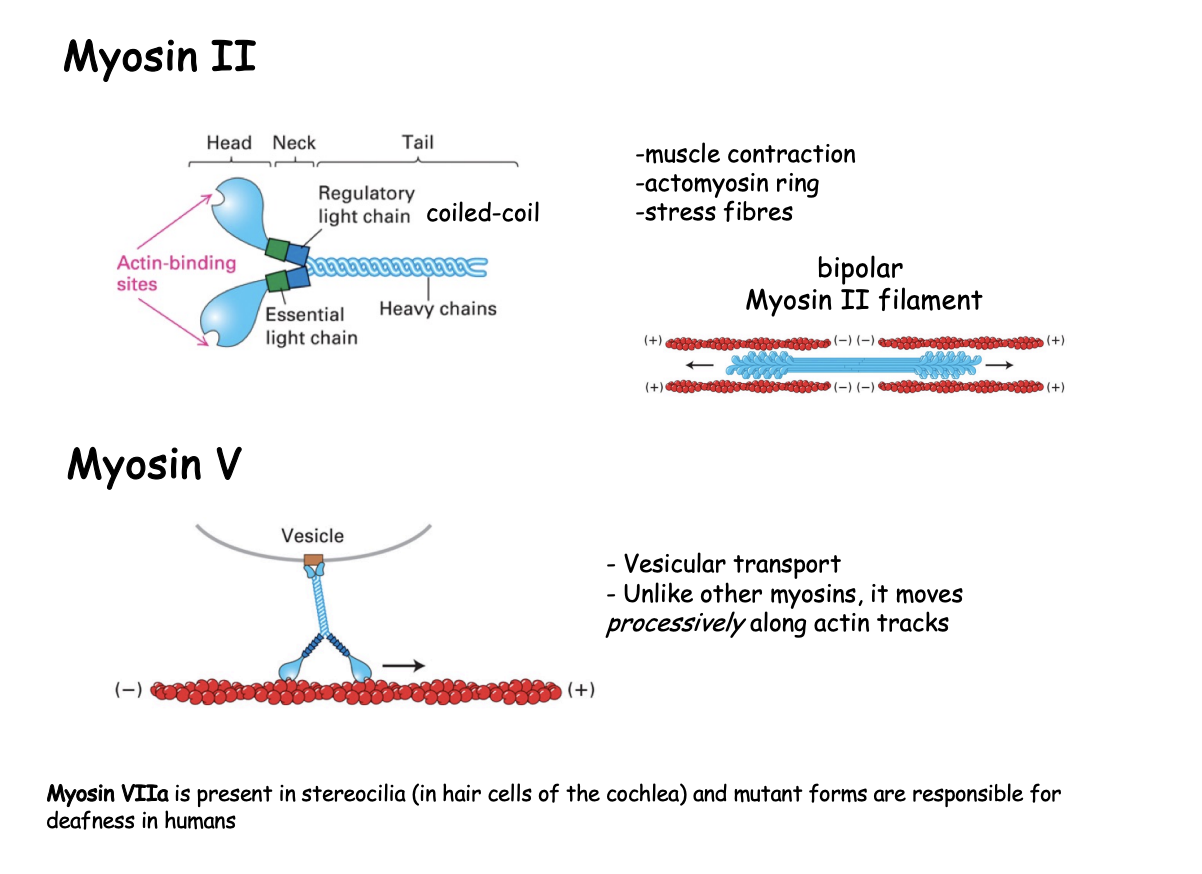 <ul><li><p>elongated protein</p></li><li><p>two heavy chains</p><ol><li><p>globular head at N-terminus→ force generating machinery</p></li><li><p>coiled coil tail→ mediates heavy chain dimerization</p><ul><li><p>bundles itself with the tails of other myosin molecules</p></li></ul></li></ol></li><li><p>two essential light chains</p><ul><li><p>bind close to the head domain</p></li></ul></li></ul><p></p>