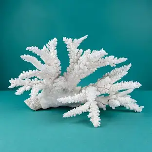 <p>Acropora</p>