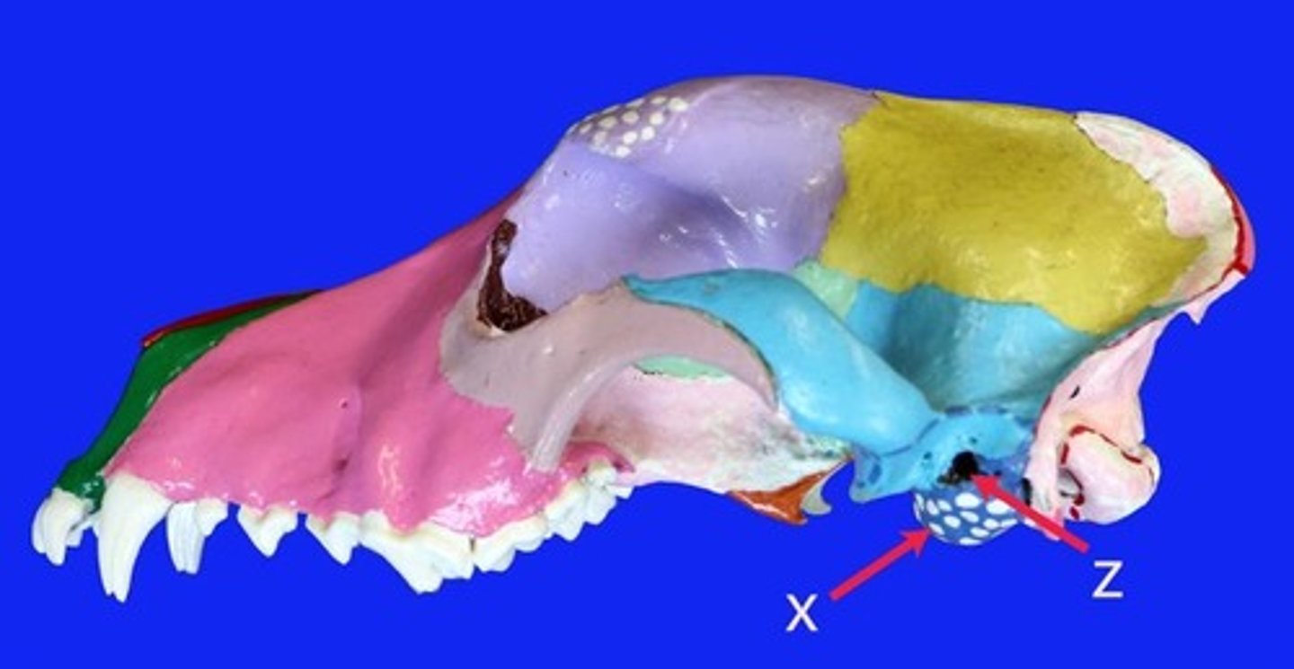 <p>The opening, indicated by "z", is for what "structure"</p>