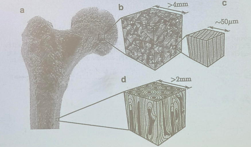 <p>Assuming the microstructure of cortical bone shown in the figure (d), what is the simplest constitutive model that would accurately describe its mechanical behavior?</p><p>a. Isotropic</p><p>b. Transversely isotropic</p><p>c. Orthotropic</p><p>d. Fully anisotropic</p>