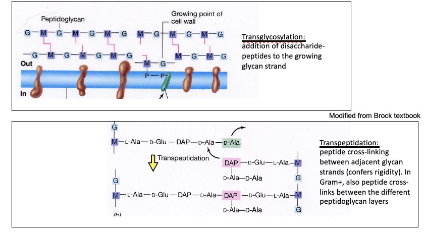 <p>Peptidoglycan synthesis (Pink is the peptides and purple and blue are the glycan strands)</p>
