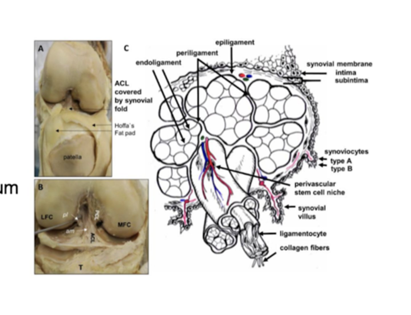 <p>Connects directly to periosteum of bone</p>