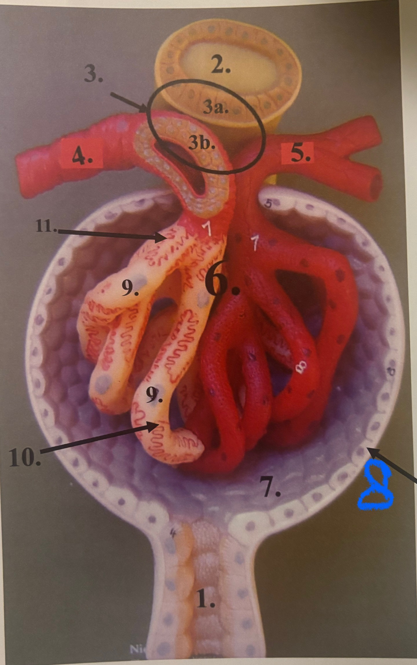 <p>11</p>
