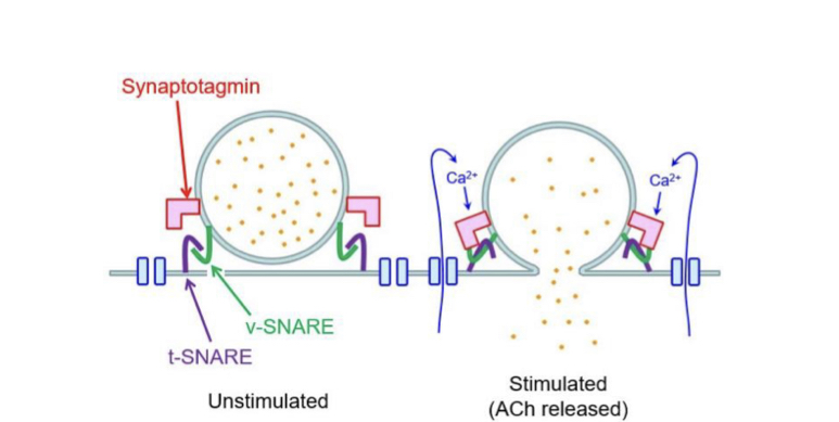 <p>Calcium sensor found on the membrane of secretory vesicles. Promotes interaction between target-membrane SNARE (t-SNARE) and vesicle-membrane SNARE (v-SNARE). Leading to exocytosis.</p>