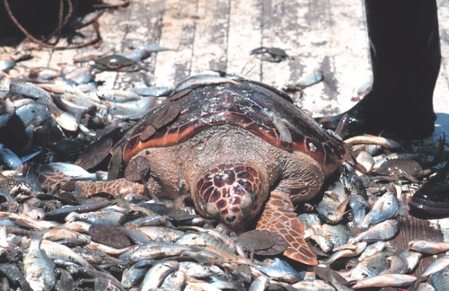 <p>The unintentional catch of nontarget species while fishing.</p>