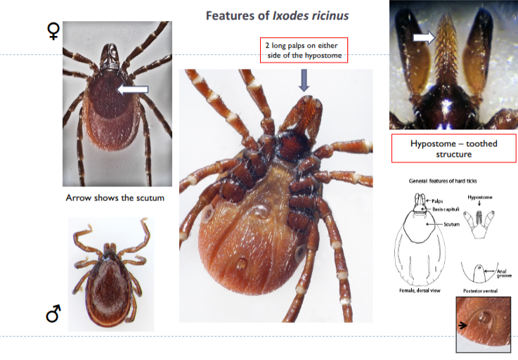 <p>ticks start to quest in spring </p><p>take refuge in undergrowth on hot days</p><p>2 main peaks in activity - spring and autumn&nbsp;</p><p>feed on wide host range - birds, small mammals, deer, sheep, cattle, dogs, humans&nbsp;</p><p>habitat - wooded area, upland pastures, scrub, sometimes urban gardens&nbsp;</p><p>most abundant - transmit lyme disease, louping ill, red water, anaplasma, rickettsias&nbsp;</p><p>3 host life cycles = 3 yrs in uk</p>