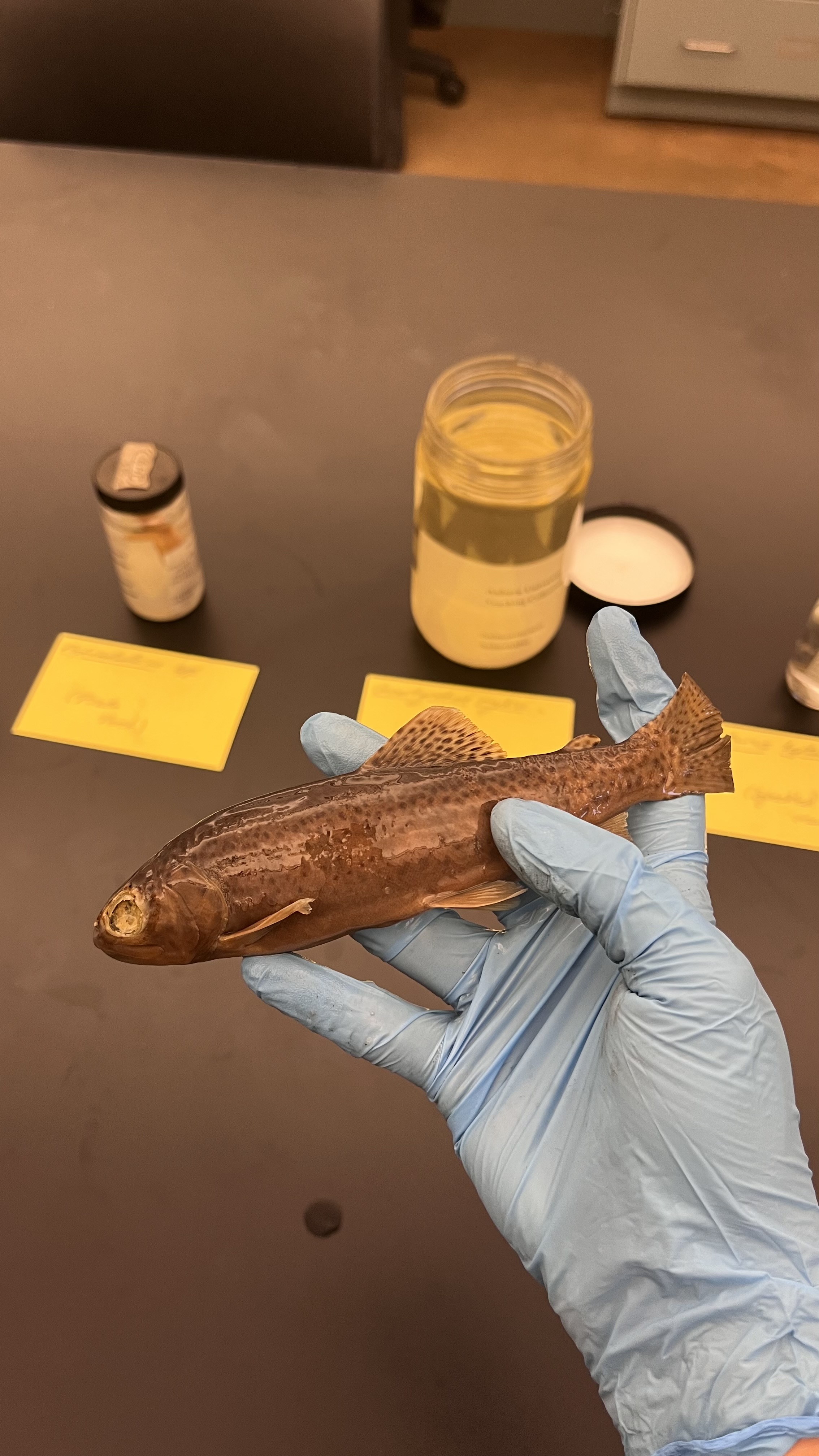 <p>Rainbow Trout</p>