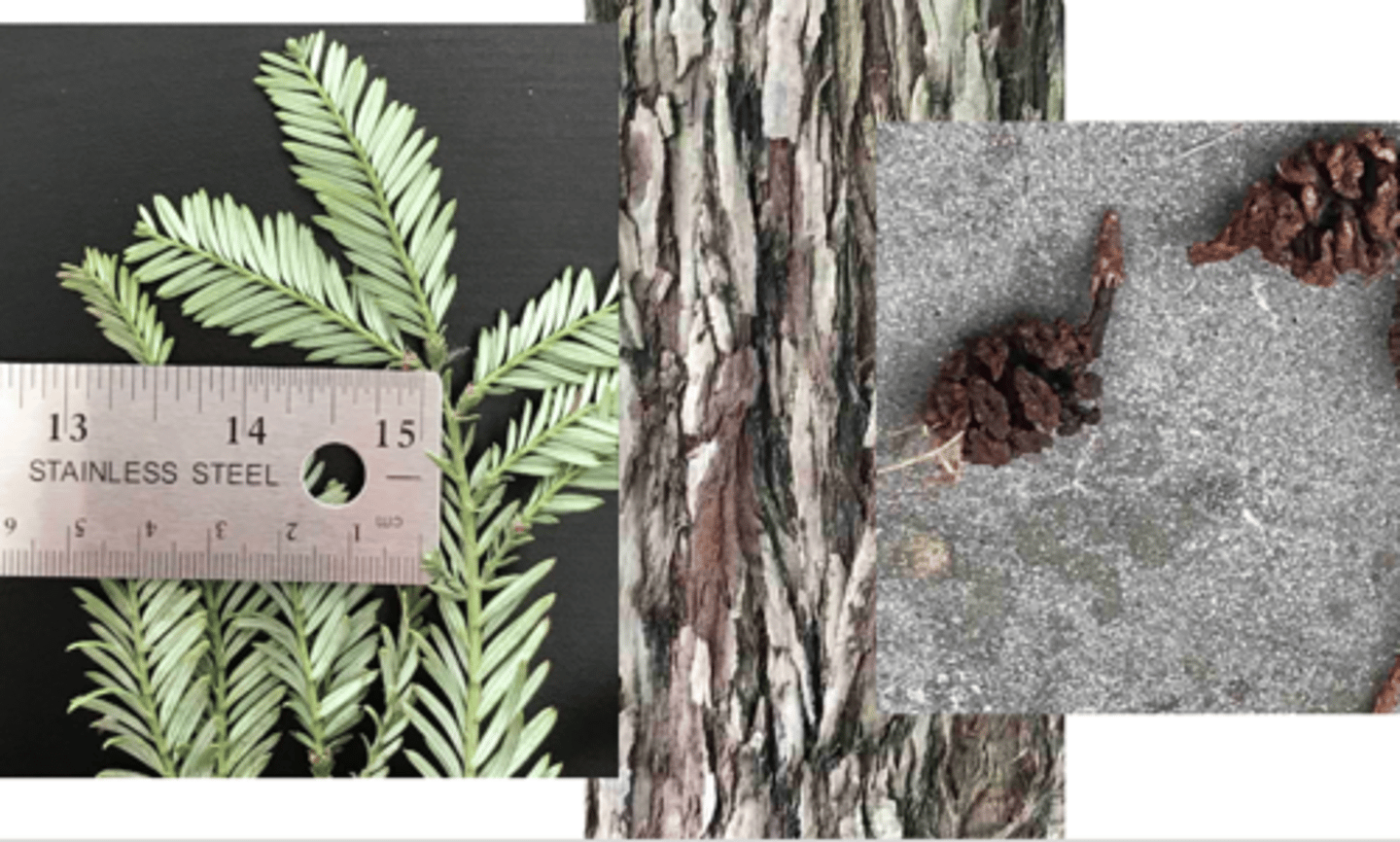 <p>1. gymnosperm</p><p>----------------</p><p>2'. Leave not large and fan-shaped, often needles or scales</p><p>----------------</p><p>3'. Leaves alternate or appearing spirally arranged, not in clear</p><p>decussate pairs, needle-like or flattened, easy to see</p><p>----------------</p><p>6'. Tree with flattened narrow leaves or awl-like (short and sharply</p><p>pointed), bark furrowed with large rounded ridges, fibrous</p><p>----------------</p><p>9. Leaves ½-1 inch long, linear, two-ranked and flattened, leaf</p><p>underside with two distinct bands, foliage yellow-green to</p><p>green</p>