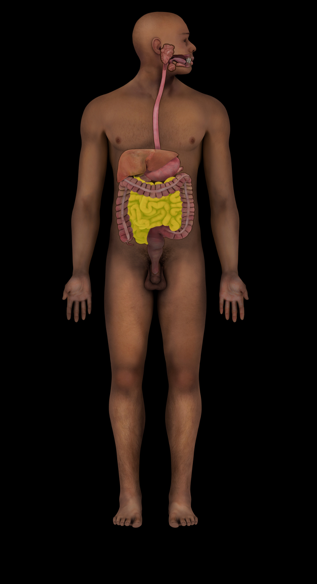 term image