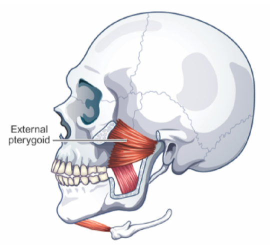 <p><u>Slides </u><strong><u>condyle</u></strong><u> DOWN and FORWARD </u>(helps open jaw and protrude it)</p><ul><li><p><em>one sided contraction = chin area moves toward opposite side (helps w/ chewing)</em></p></li></ul><p>smaller muscle of the mandible</p>