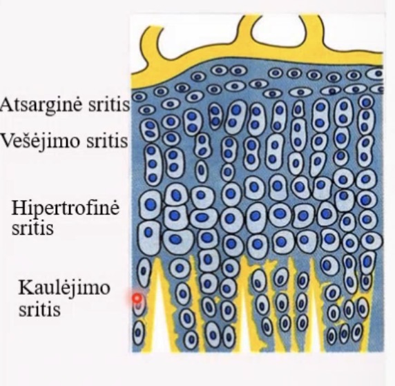 <ul><li><p>atsargine sritis - struktura nesiskiria nuo toliau esanciu epifizeje hialinines srities daliu</p></li><li><p>Vesejimo/ proliferacijos sritis</p></li><li><p>Hipertrofijos sritis</p></li><li><p>Kalcifikacijos ir kaulejimo sritis</p></li></ul><p></p>