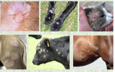 <p>Circular alopecic lesions, erythema, scaling</p>