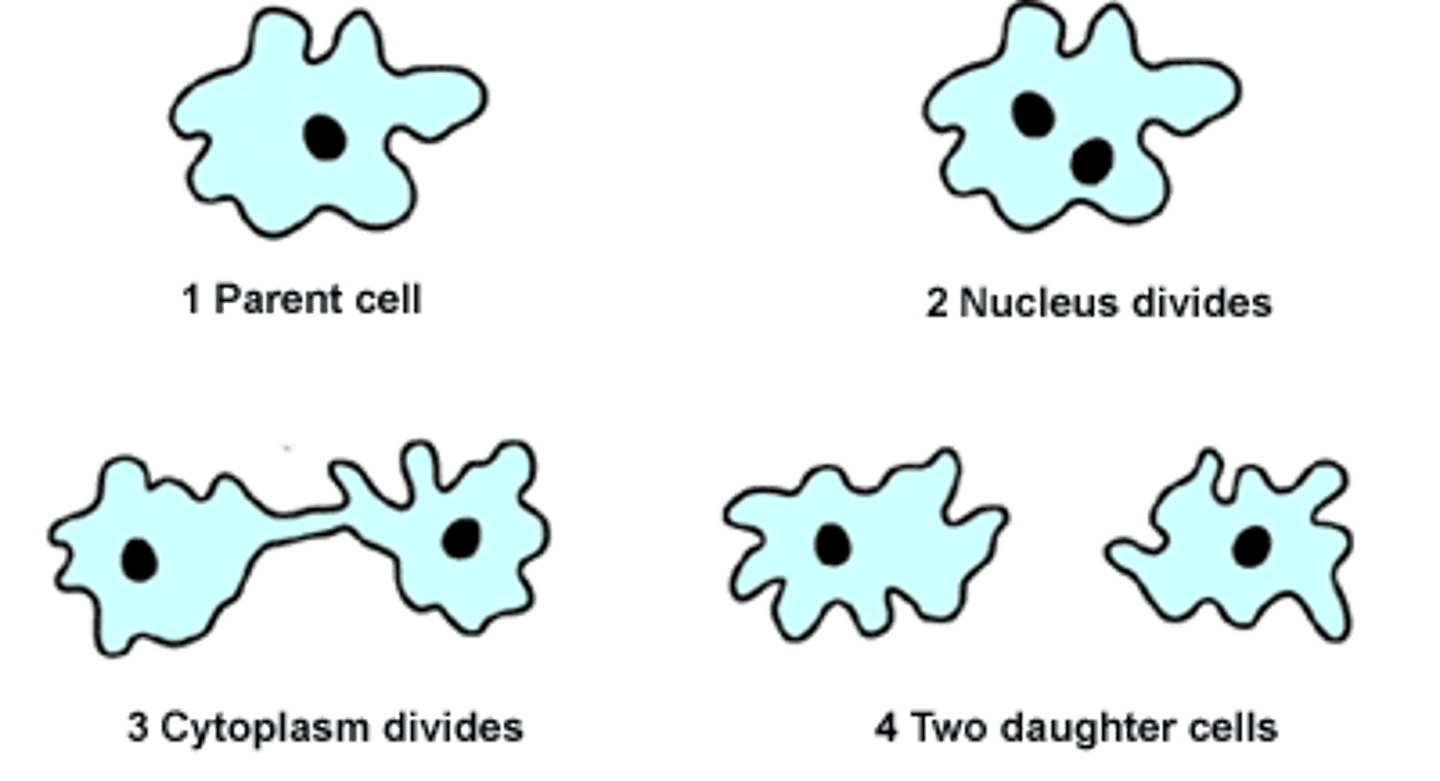 <p>A type reproduction in which DNA is replicated and two genetically identical daughter cells are reproduced from one parent cell</p>