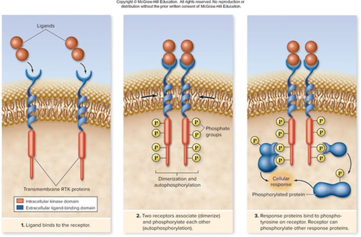<p>2 receptors stuck together<br>Causes 2 monomers to stick together and to phosphorylate tyrosine kinase <br>Causes cellular response</p>