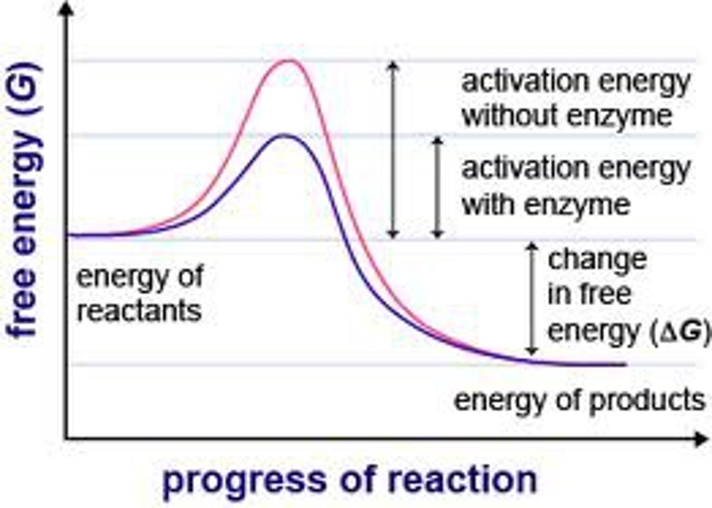 <p>dG = dH - TdS</p><p>dGo = - RTlnK</p><p>dG = dGo + RTlnQ</p><p>free energy of formation (dGf) of standard state elements is 0</p><p>spontaneous process is exergonic (dG < 0)</p><p>nonspontaneous process is endergonic (dG > 0)</p><p>examples:</p><p>combustion (-dH, +dS) is spontaneous at all temperatures</p><p>freezing (-dH, -dS) is spontaneous at low temperatures</p><p>ATP -> ADP (+dH, +dS) is spontaneous at high temperatures</p>