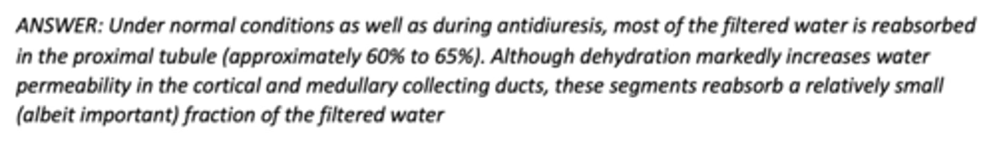 <p>A) Proximal tubule</p>