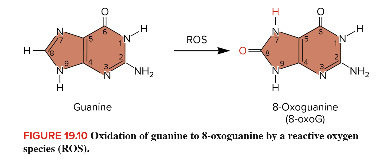 <p>What does oxidative stress do?</p>
