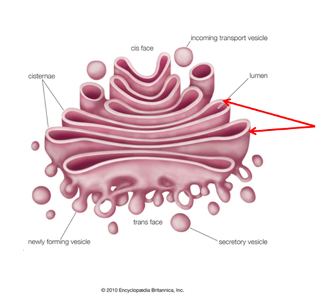 <p>Flattened, membrane-bound compartments that make up the Golgi apparatus.<br>- golgi stacks have around 3-20<br>- cis cisternae: close to RER<br>- medial: middle <br>- trans: farthest from the RER<br>-molecules can move between cisternae via vesicles</p>