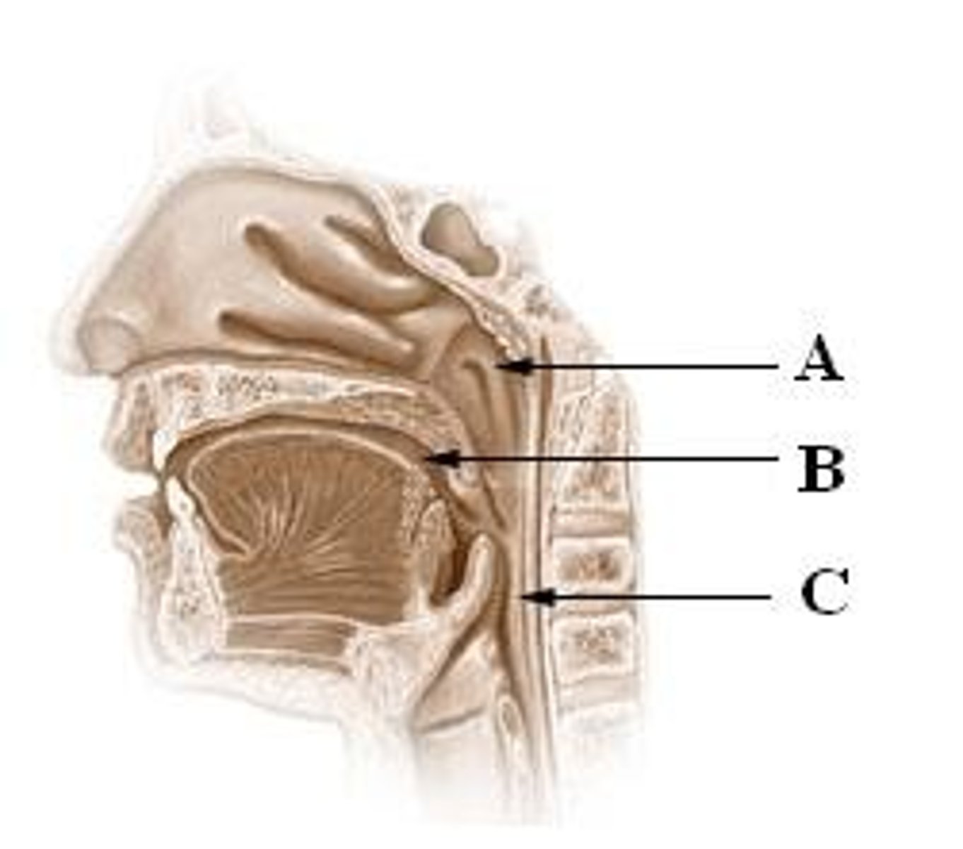 <p>Name one of the three parts of the pharynx</p>