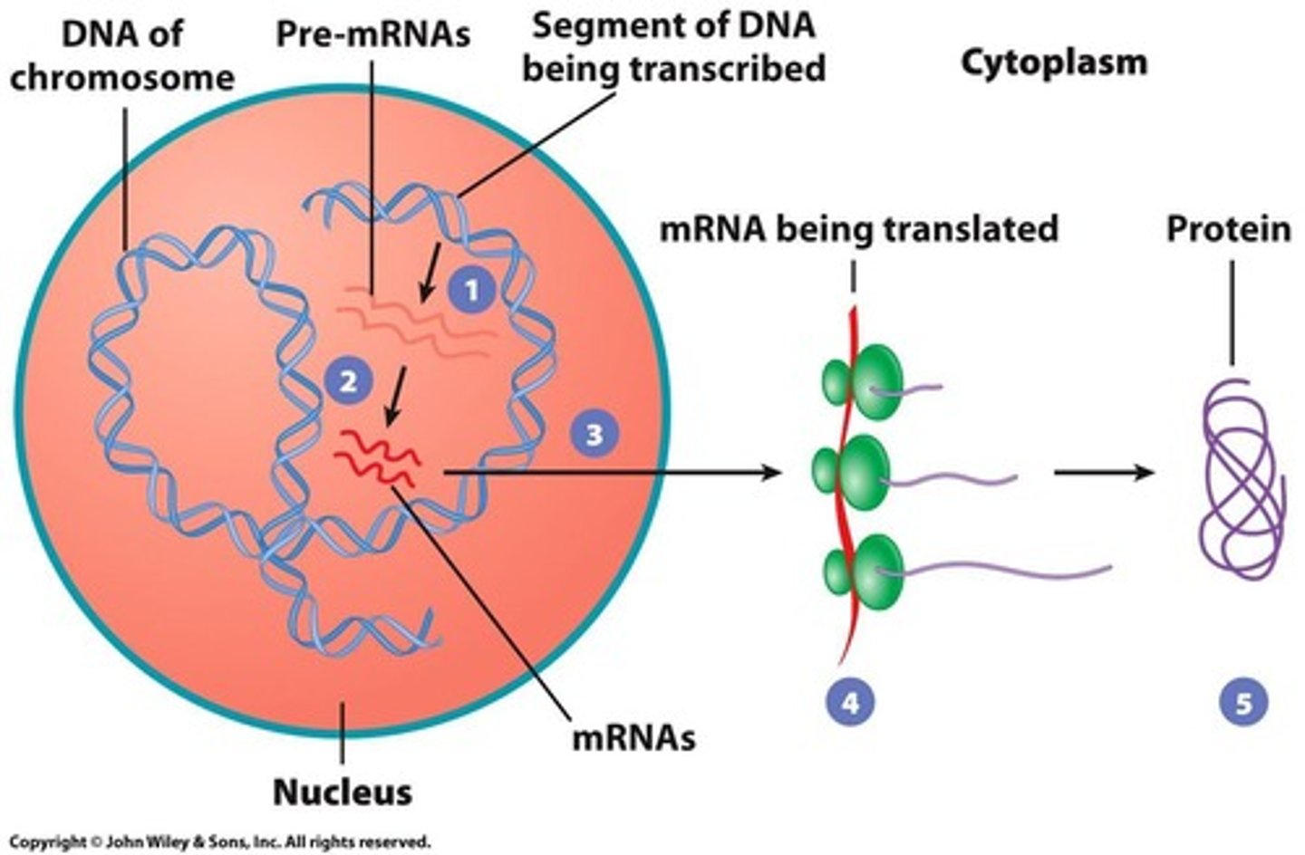 <p>process by which proteins are synthesized from an mRNA template in the cytoplasm</p>