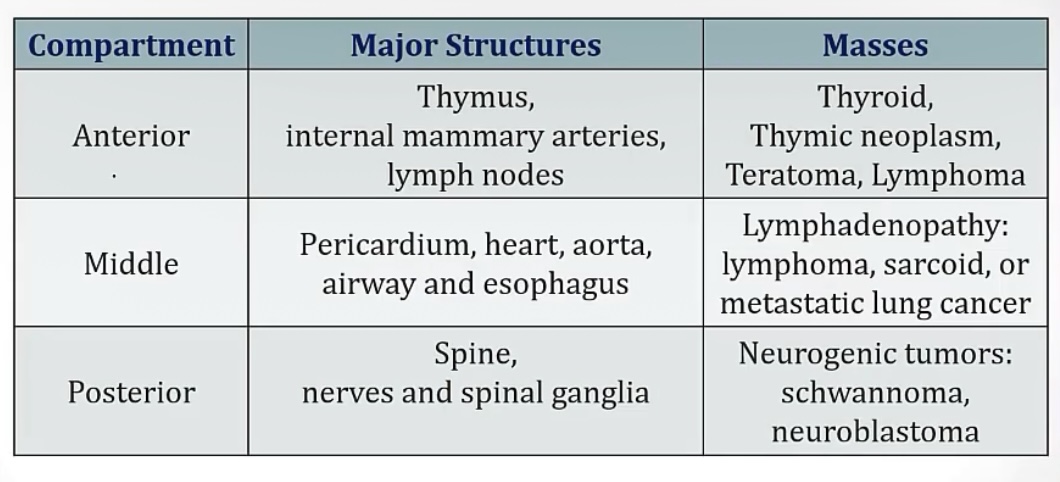 <p>-the space between the lungs</p><p>-anterior, middle, and posterior</p><p>-the terrible Ts(thymic masses, teratoma/germ cell tumor, thyroid growths, terrible lymphomas)</p>
