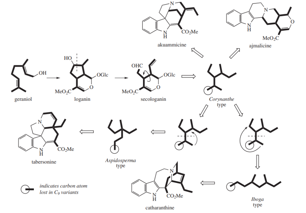 <p>One of the major group of alkaloids in plants </p><p>best sources: Apocynaceae, Loganiaceace, and Rubiaceae</p><p>Main structural types: </p><ul><li><p>Corynanthe type </p></li><li><p>Aspidosperma type </p></li><li><p>Iboga type</p></li></ul>