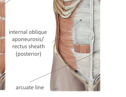 * underneath rectus abdominis
* arcuate line is  where you no longer have posterior and anterior sheath 