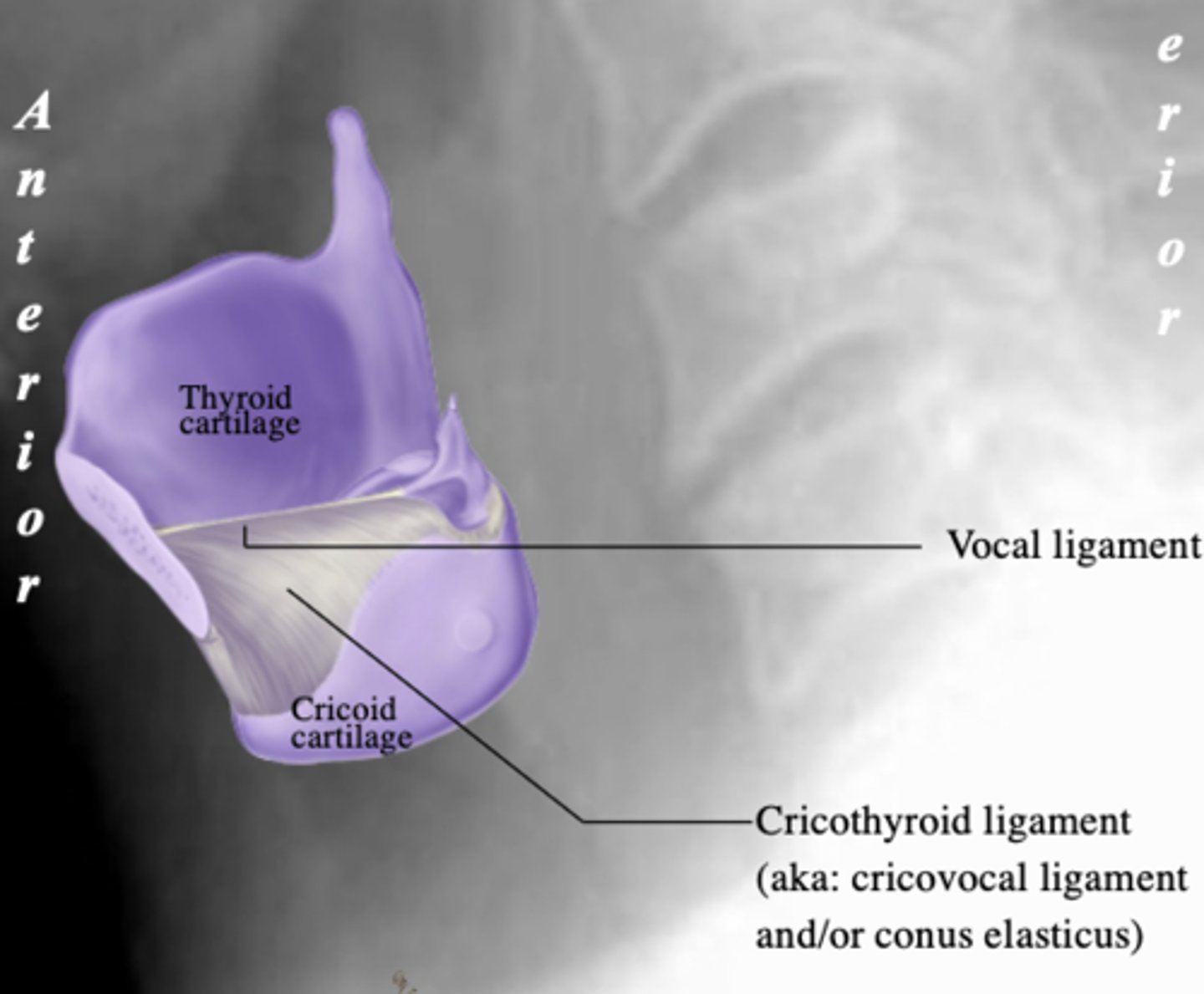<p>vocal ligament (vocal cord)</p>