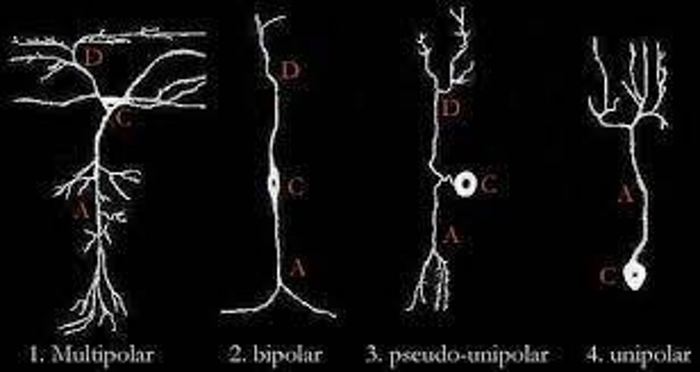 <p>Carry signals from CNS to muscles.</p>