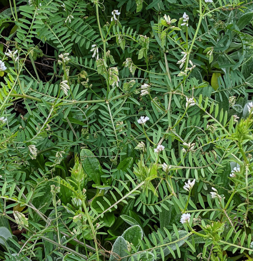 <p><em>Vicia spp.</em></p>