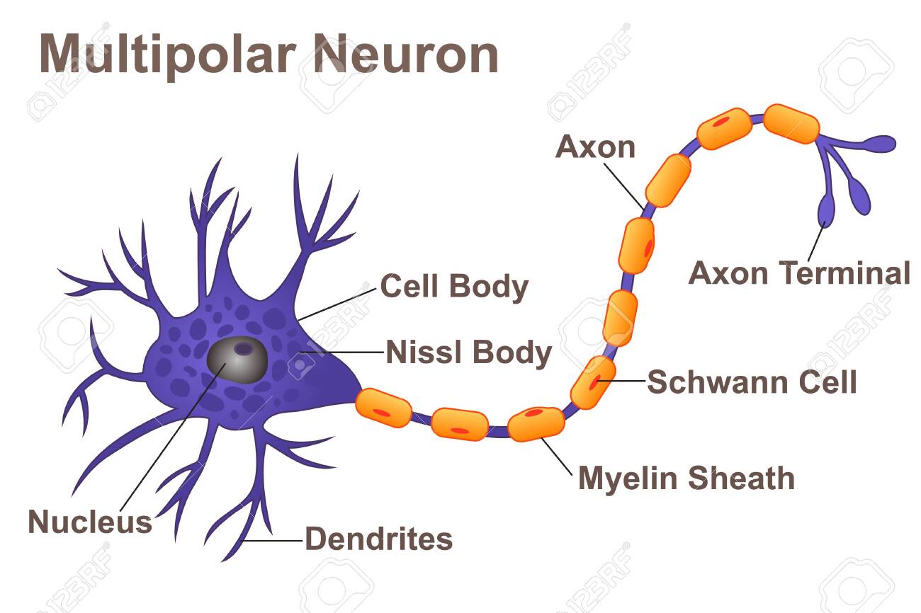 <p>one axon and multiple dendrites, most common in body, most neurons in CNS</p>