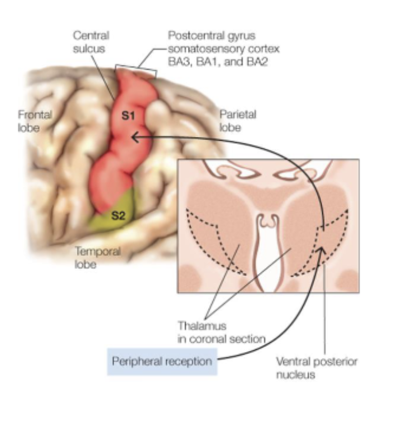 <ul><li><p><em>somatosensory cortex</em>: the postcentral sulcus</p><ul><li><p>Primary somatosensory cortex (S1): receives input from thalamus about touch, pain, temperature, limb position;</p></li><li><p>Secondary somatosensory cortex (S2): unimodal association area that further processes sensory information;</p></li></ul></li></ul><p></p>