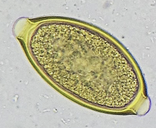 <p>Give the genius, species and common name for this <strong>canine </strong>parasitic egg</p>