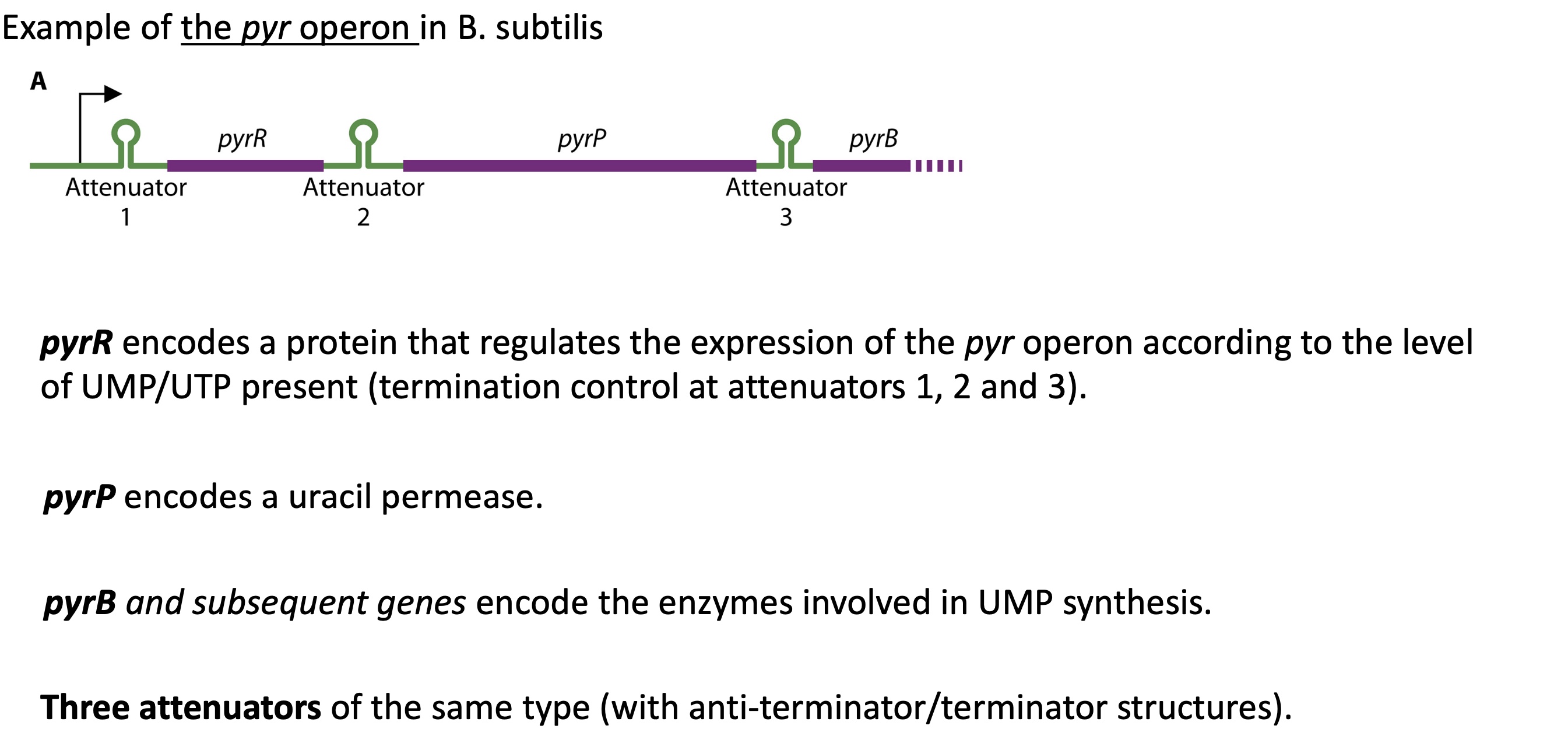 <p>pyr operon that encodes for different pyr genes : </p><ul><li><p>pyrR : codes for protein that regulates pyr operon expression according to the level of UTPs</p></li><li><p>pyrP : encodes for uracil permeate </p></li><li><p>pyrB &amp; following genes : codes for enzymes involved in UMP (pyrimidine nucleotide) synthase </p></li></ul><p></p>