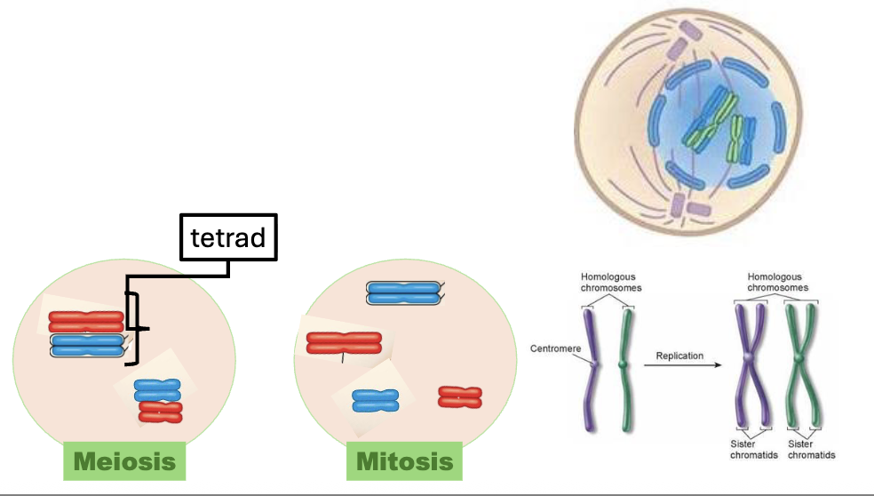 <ul><li><p>nuclear membrane dissolves</p></li><li><p>centrosomes start migration to opposite ends of the cell (centrosomes split apart)</p></li><li><p>chromatin condenses to form sister chromatids</p></li><li><p>homologous chromosomes align with each other to form a tetrad </p></li><li><p><strong>crossing over (recombination):</strong> gene swapping between homologous non-sister chromatids </p></li></ul><p></p>
