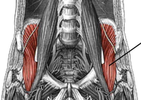 <p>Which muscle of the femur is:</p><ul><li><p>Lateral to psoas major</p></li><li><p>Action: flex &amp; lateral rot hip</p></li><li><p>Nerve: femoral</p></li></ul><p></p>