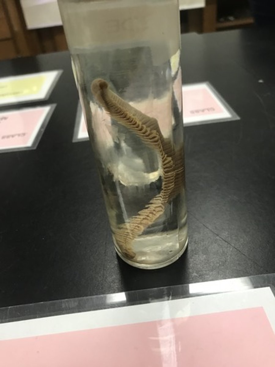 <p>For the following specimen(s), give the entire taxonomy and the name of the specimen(s)</p>
