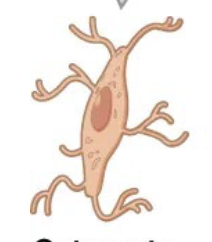 <p>Mature bone cells that reside within the bone matrix. Maintain bone tissue and regulate mineral content. Connected to each other through a network of channels called canaliculi.</p>