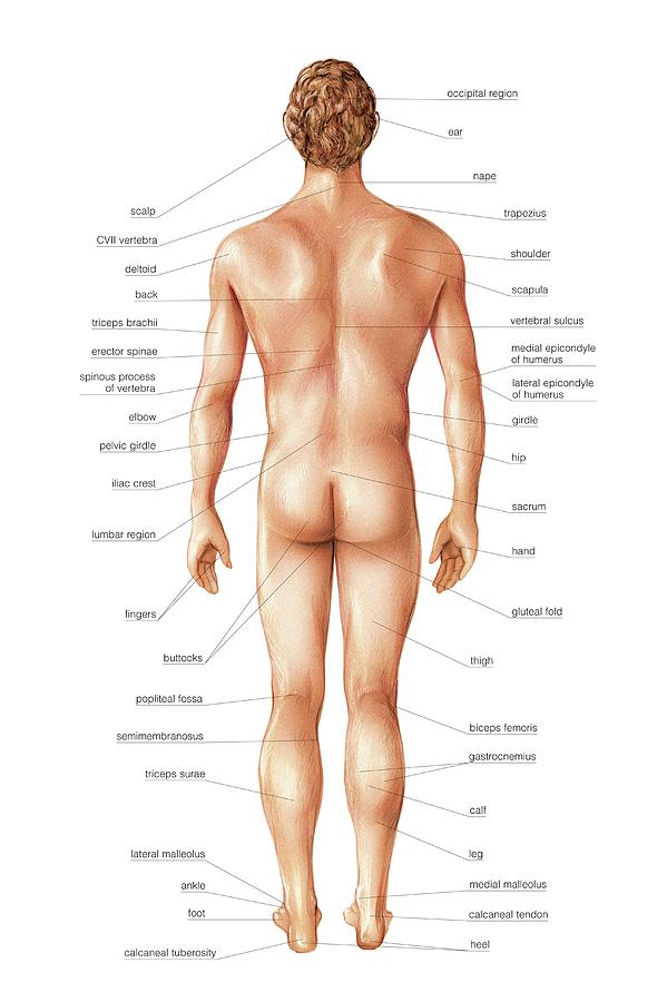 <p>Near the surface of the body or an organ.</p>