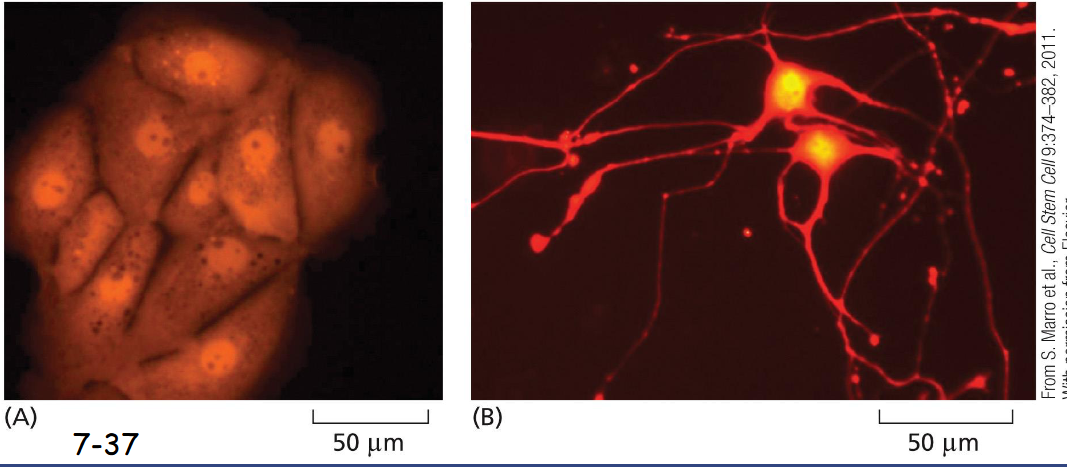 <p>many different cell types</p><p>Liver cells (A) were converted into neuronal cells (B) via the artificial expression of three nerve-specific transcription factors that activate many nerve-specific genes and repress many liver-specific genes.</p>