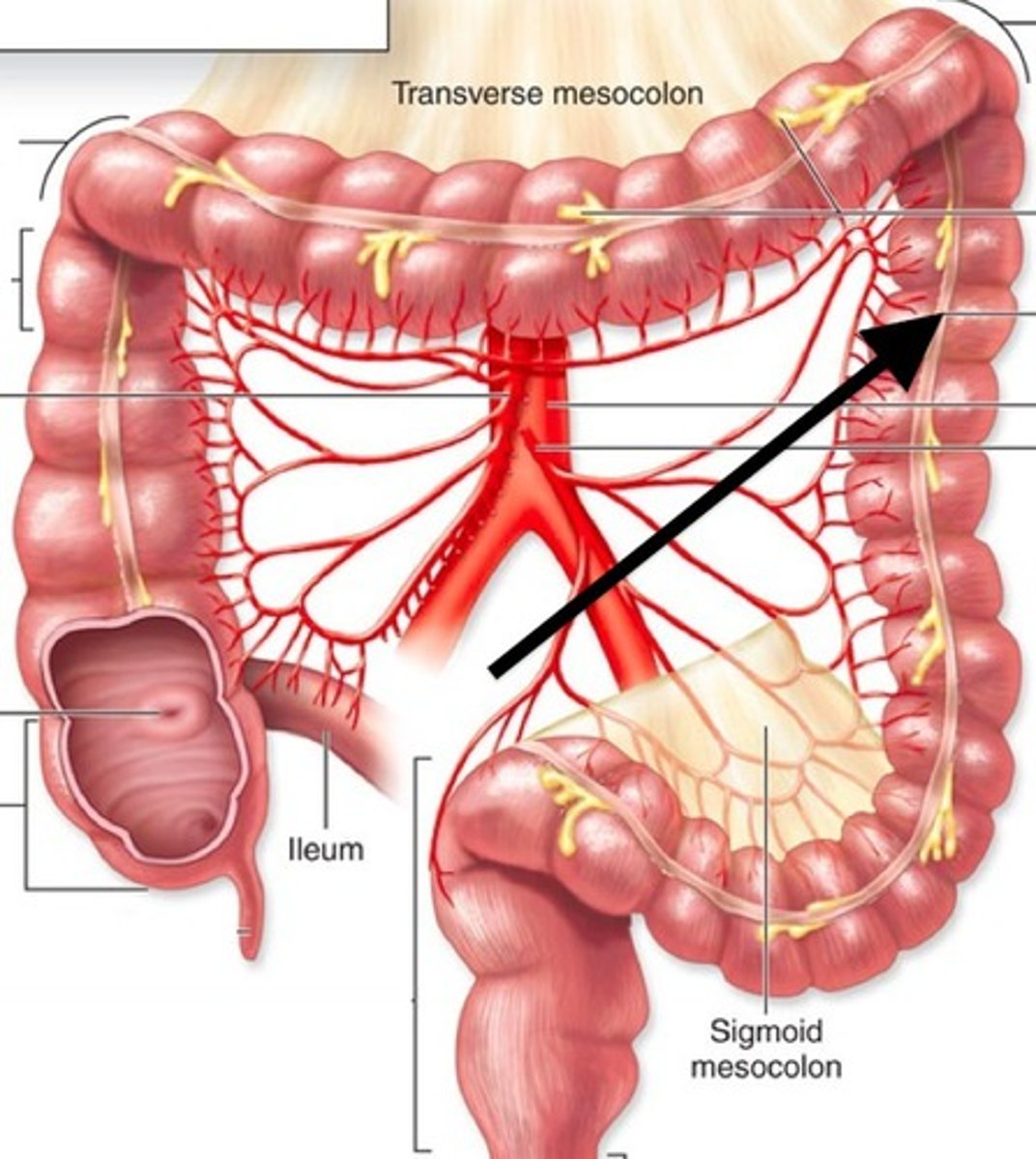 knowt flashcard image