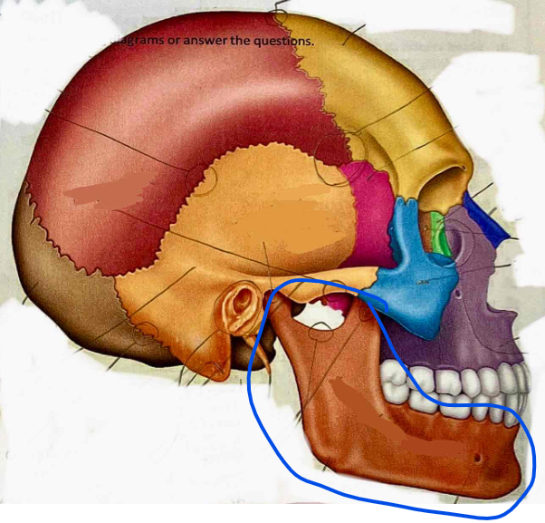 <p>Name the bone</p>