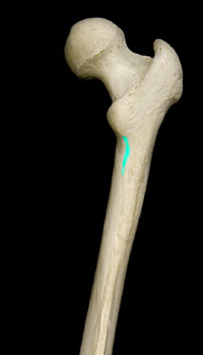 <p>Name this specific region of the pelvic bone.</p>