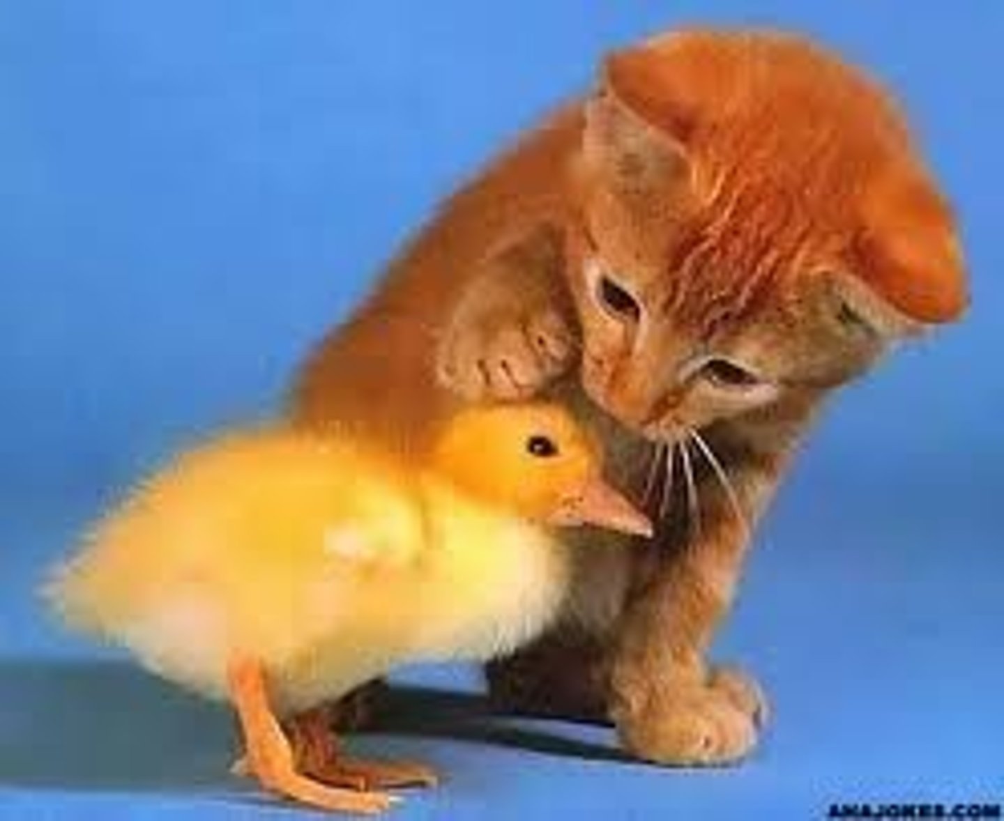 <p>kindness</p>