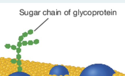 <p>glycoproteins</p>