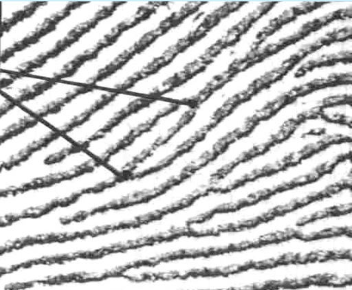 <p>ridge splits and crosses over another one</p>