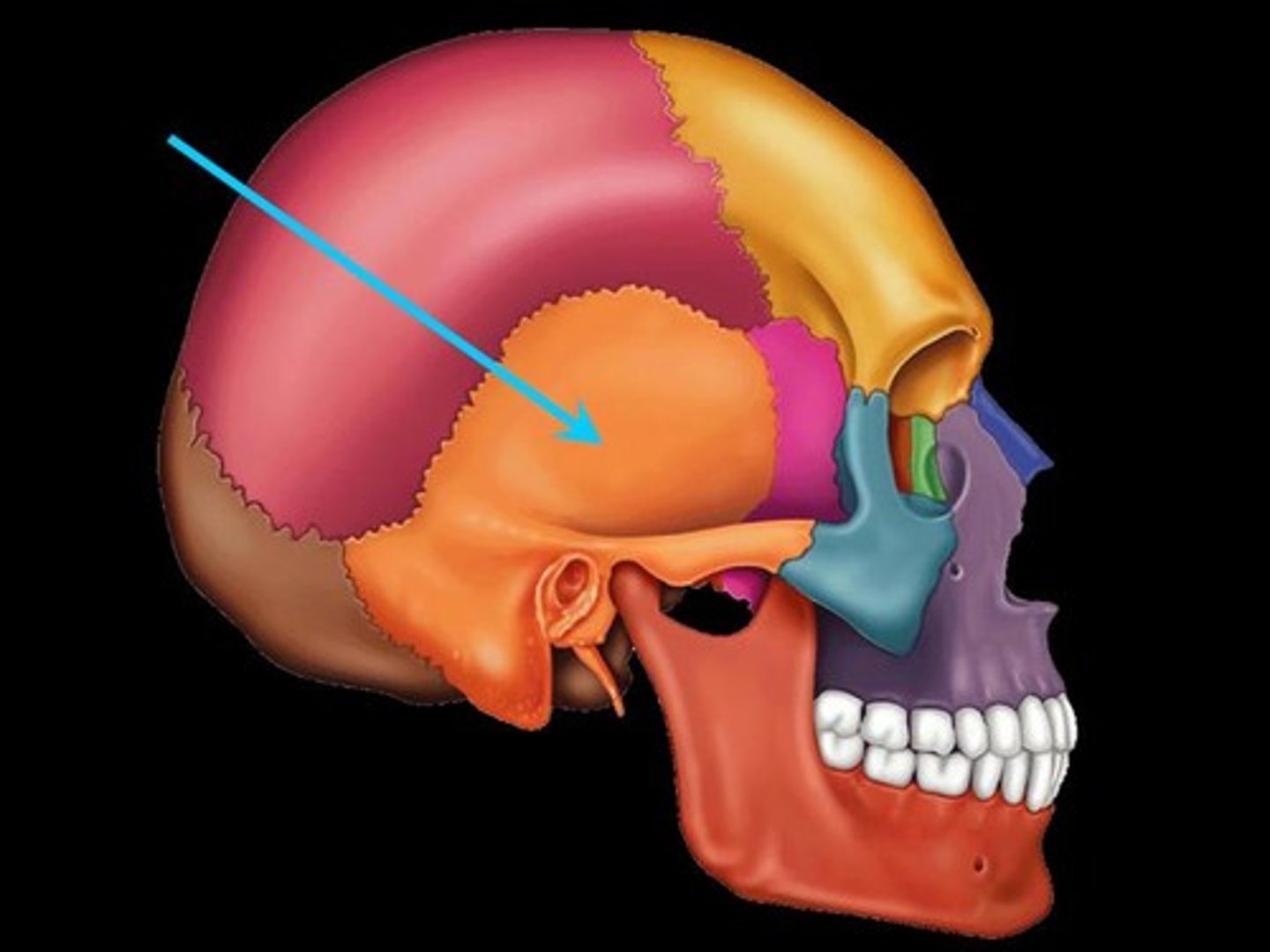 <p>2 bones</p><p>features of the temporal bone:</p><p>- zygomatic process</p><p>- external auditory meatus (ear hole)</p><p>- mastoid process</p>