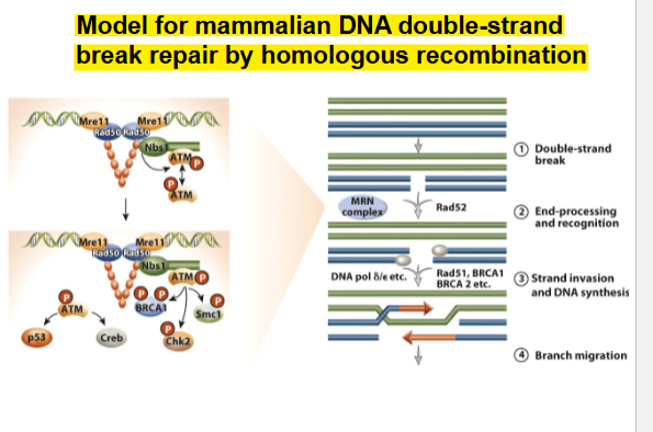 <p><span>Model for mammalian DNA double-strand break repair by homologous recombination</span></p>