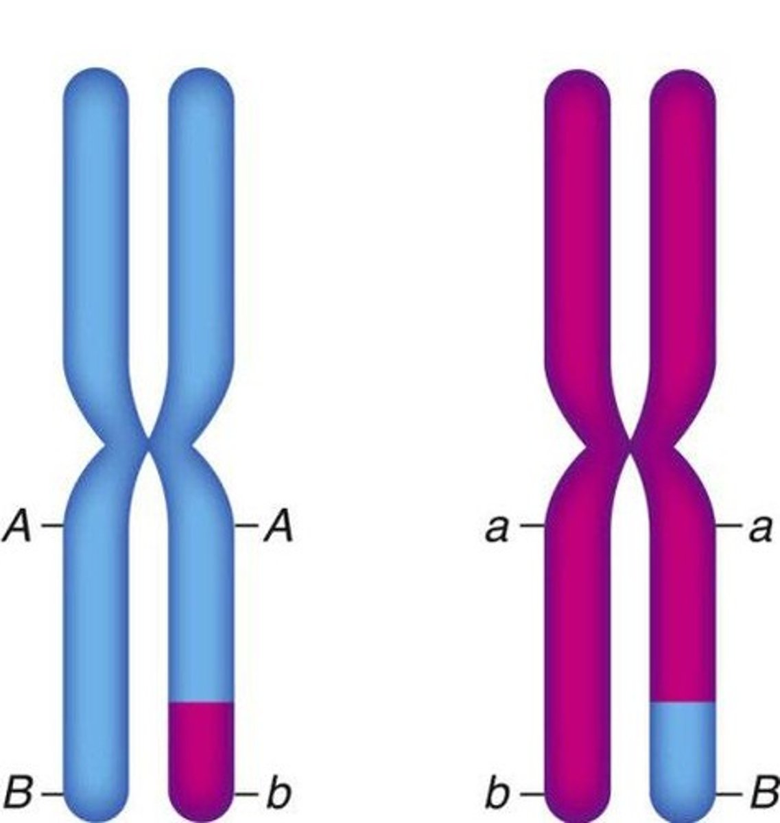 <p>Meiosis generates new combinations of traits by mixing alleles from two parents.</p>